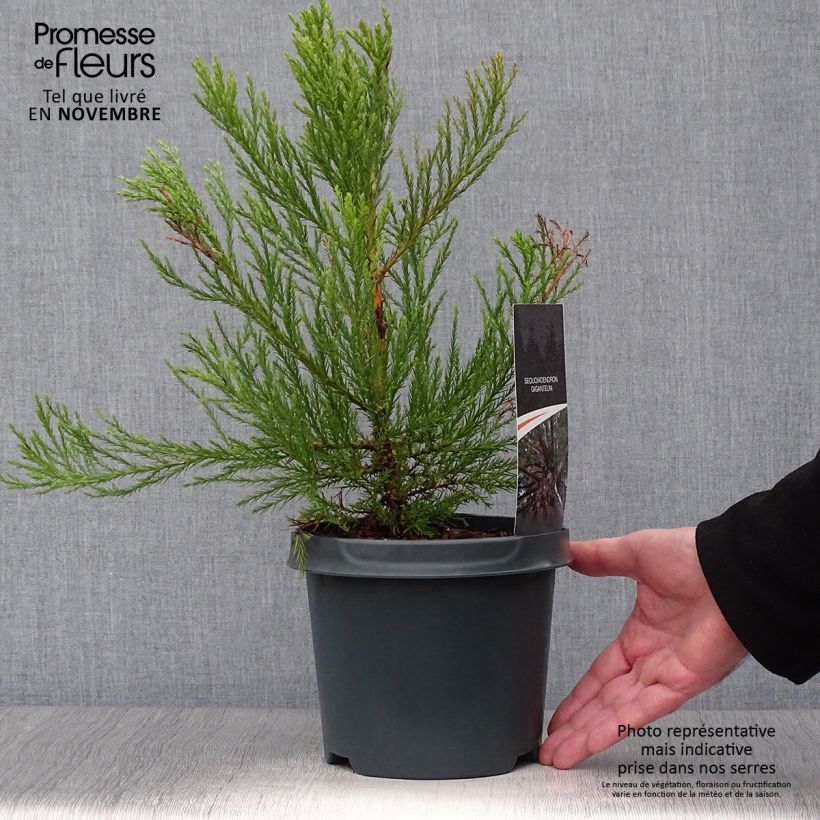 Example of Sequoiadendron giganteum - Bergmammutbaum Topf mit 2L/3L as you get in automne