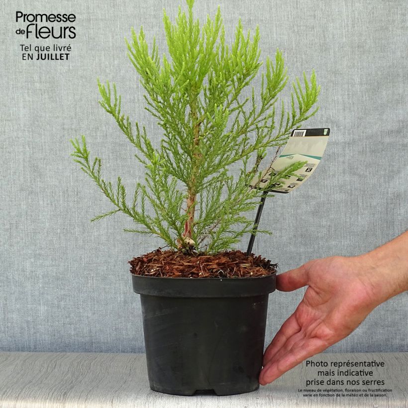 Exemplar von Sequoiadendron giganteum - Bergmammutbaum Topf mit 2L/3L wie im Sommer geliefert