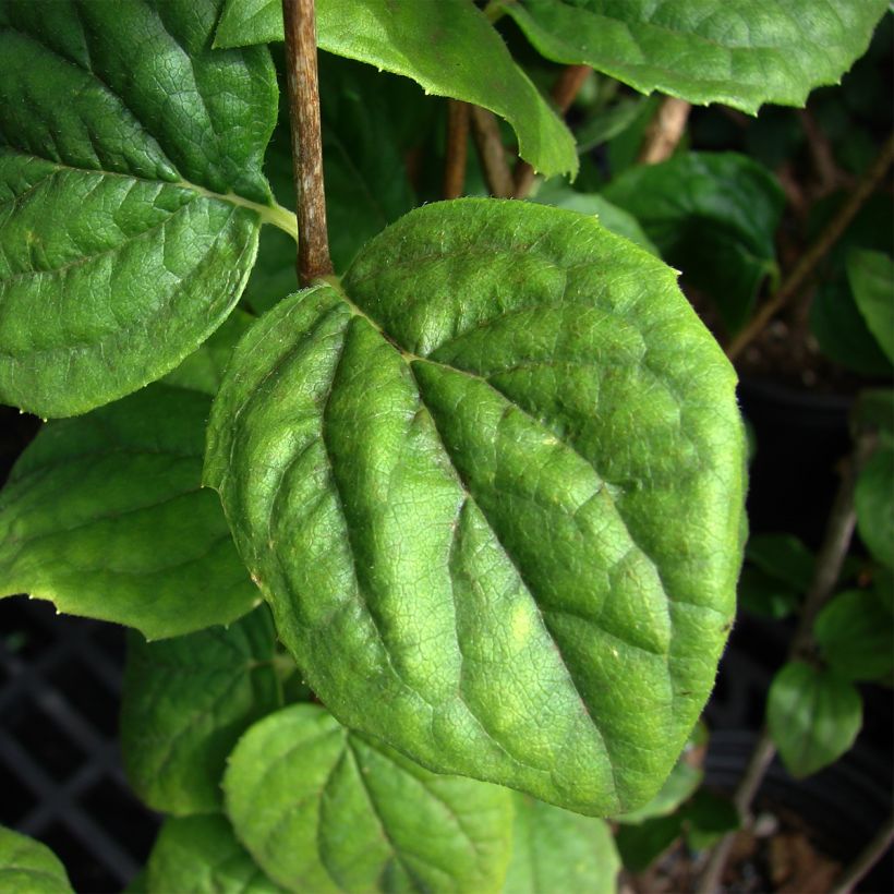 Gefüllter Gartenjasmin Minnesota Snowflake - Philadelphus virginalis (Foliage)
