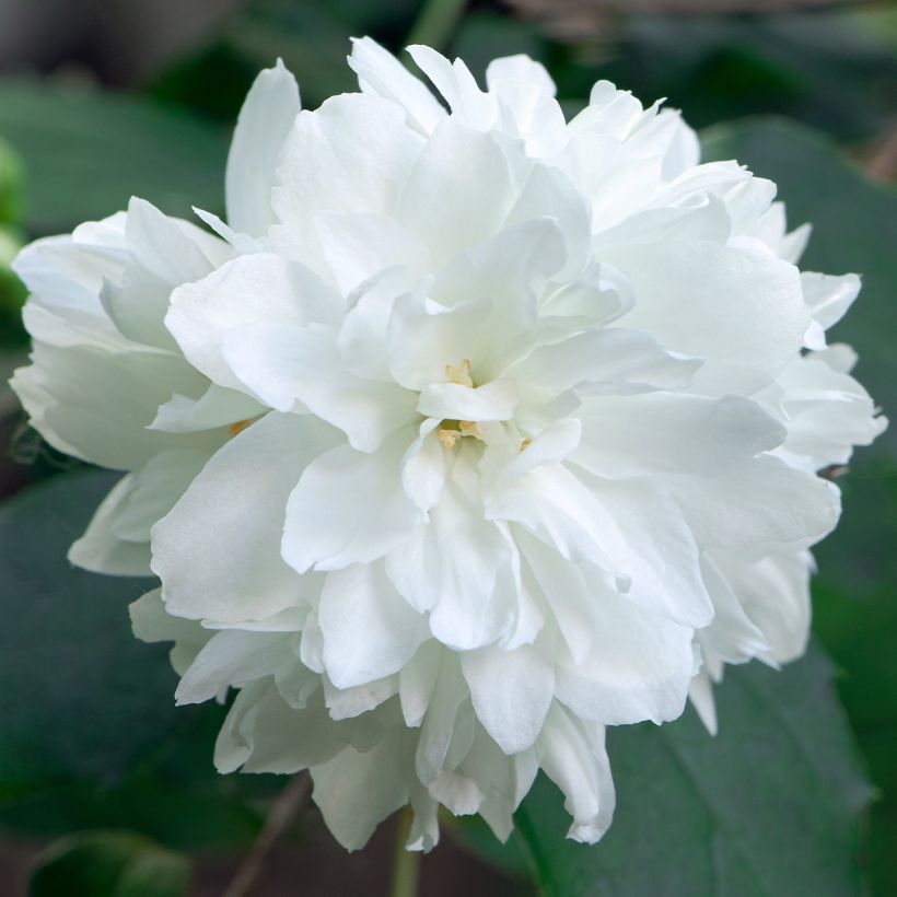 Gefüllter Gartenjasmin Minnesota Snowflake - Philadelphus virginalis (Flowering)