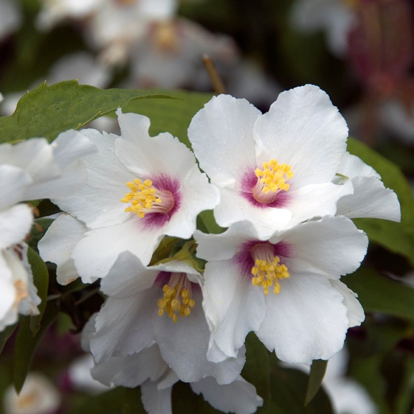 Pfeifenstrauch Beauclerk - Philadelphus (Flowering)