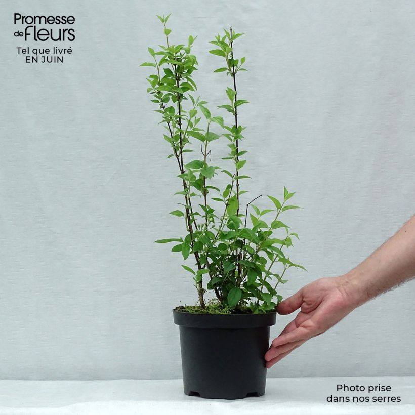 Exemplar von Pfeifenstrauch Frosty Morn - Philadelphus Topf mit 3L/4L wie im Sommer geliefert