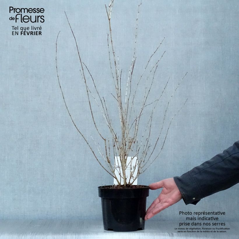 Exemplar von Pfeifenstrauch Frosty Morn - Philadelphus Topf mit 3L/4L wie im Winter geliefert