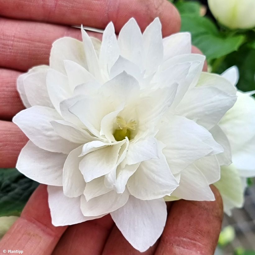 Pfeifenstrauch Pearls of Perfume - Philadelphus (Flowering)