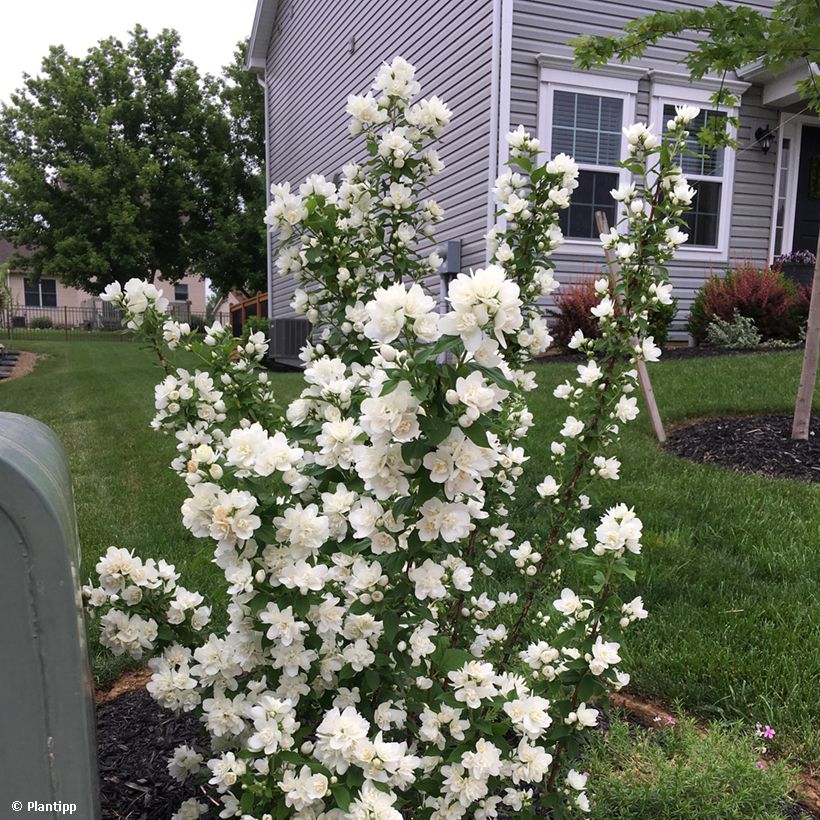 Pfeifenstrauch Pearls of Perfume - Philadelphus (Plant habit)