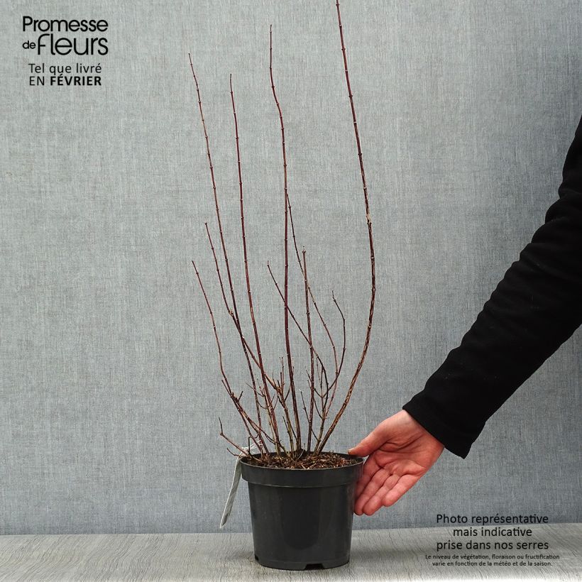 Exemplar von Pfeifenstrauch Snowbelle - Philadelphus Topf mit 2L/3L wie im Winter geliefert