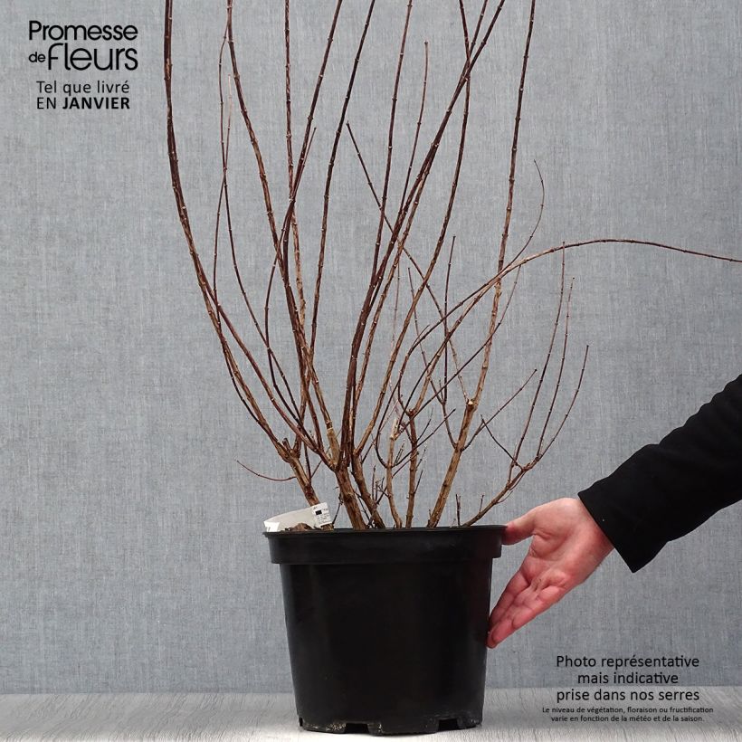 Exemplar von Pfeifenstrauch Snowbelle - Philadelphus Topf mit 7,5L/10L wie im Winter geliefert