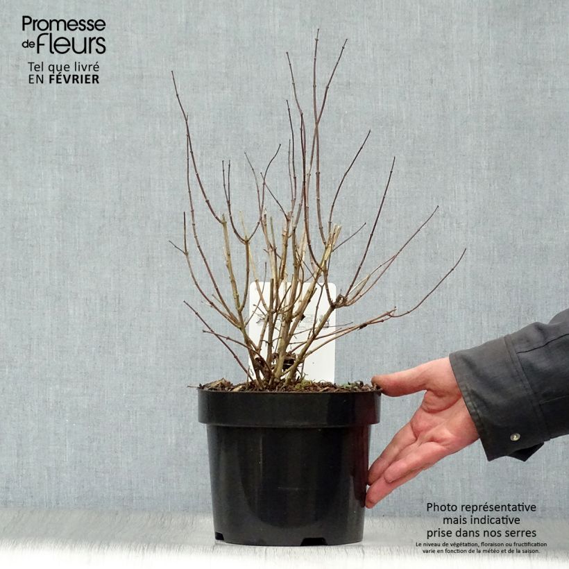 Exemplar von Gefüllter Gartenjasmin Albâtre - Philadelphus virginalis Topf mit 3L/4L wie im Winter geliefert