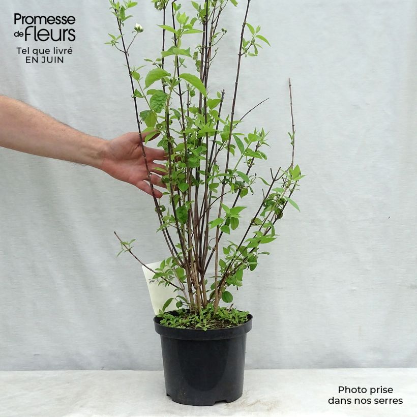 Example of Gefüllter Gartenjasmin Natchez - Philadelphus virginalis Topf mit 4L/5L as you get in ete