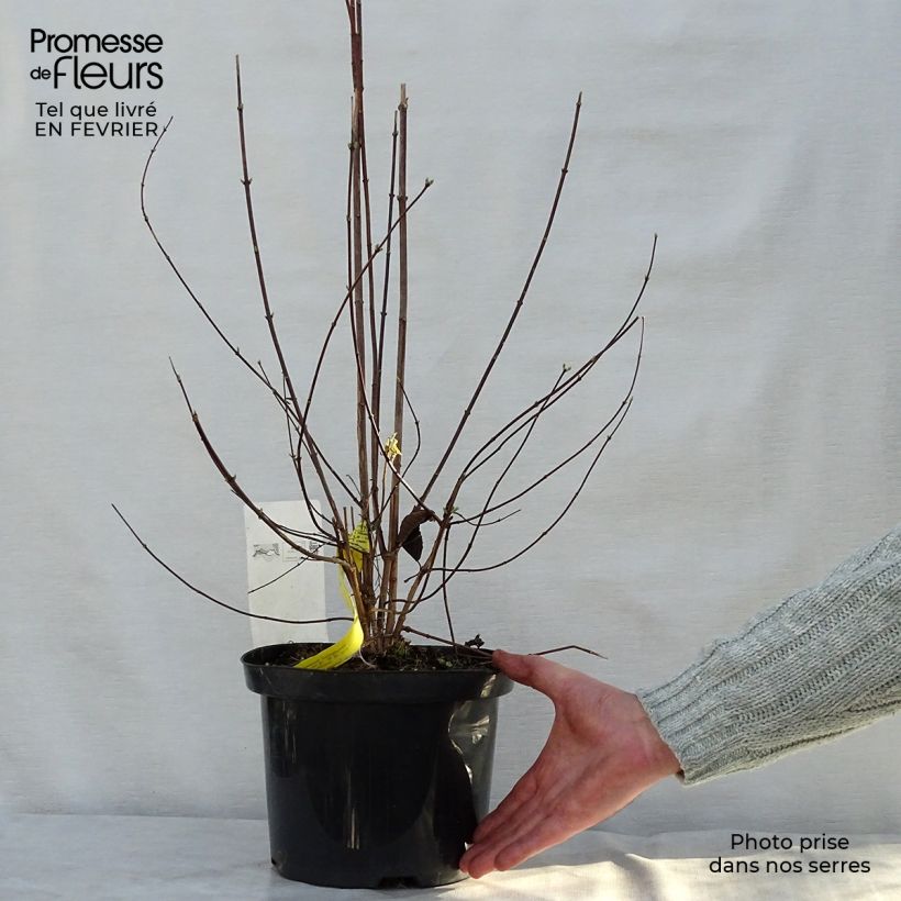 Exemplar von Gefüllter Gartenjasmin Natchez - Philadelphus virginalis Topf mit 4L/5L wie im Winter geliefert