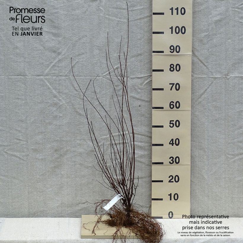 Example of Lemoines Pfeifenstrauch - Philadelphus lemoinei Wurzelnackt as you get in hiver