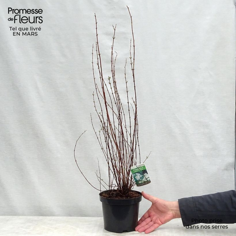 Exemplar von Lemoines Pfeifenstrauch Manteau d'Hermine - Philadelphus lemoinei Topf mit 3L/4L wie im Frühjahr geliefert