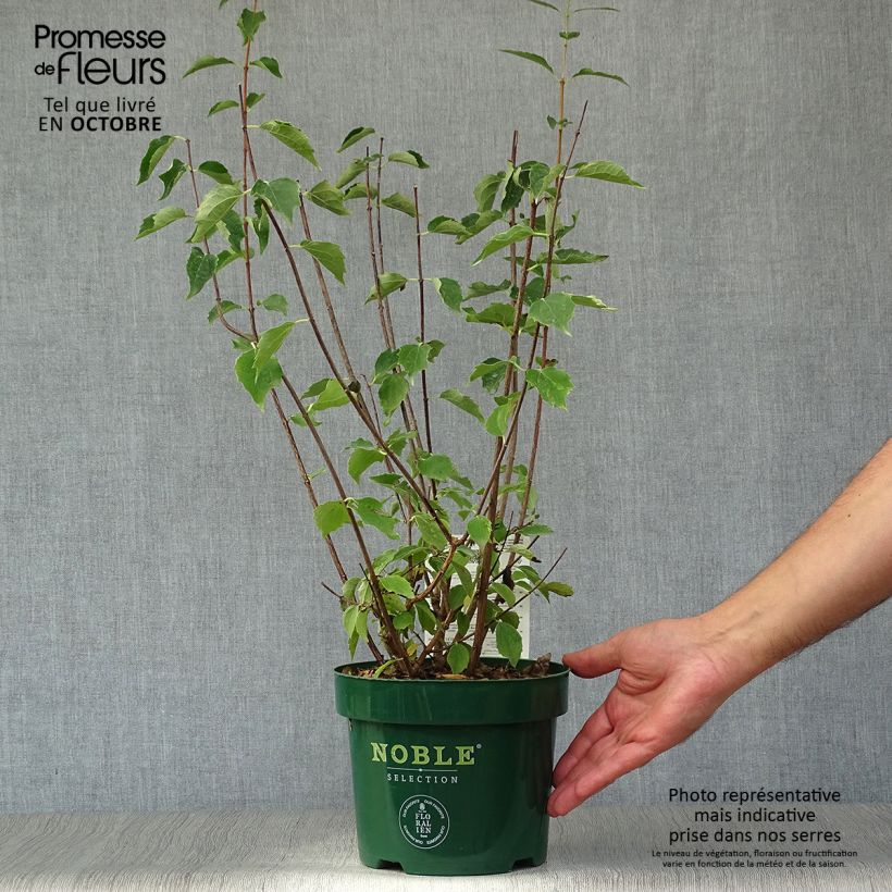 Example of Lemoines Pfeifenstrauch Innocence - Philadelphus lemoinei Topf mit 3L/4L as you get in automne