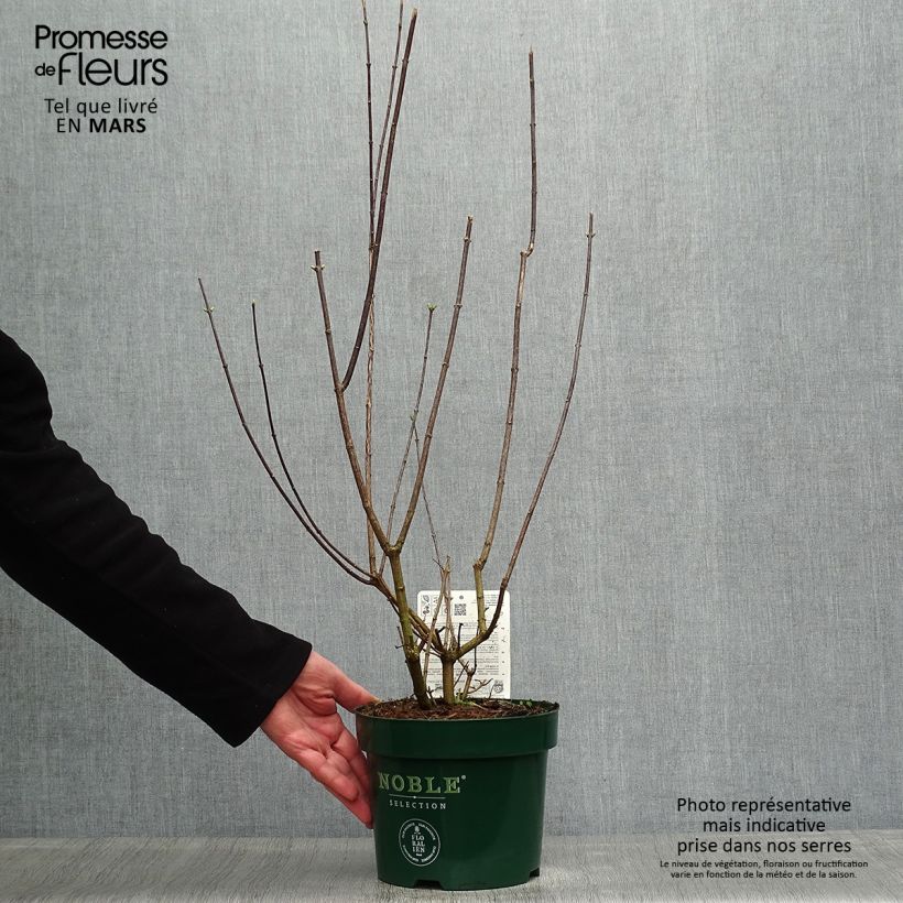 Exemplar von Lemoines Pfeifenstrauch Innocence - Philadelphus lemoinei Topf mit 3L/4L wie im Frühjahr geliefert