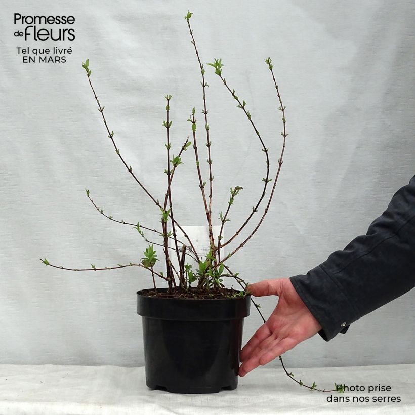 Exemplar von Pfeifenstrauch Belle Etoile - Philadelphus Topf mit 3L/4L wie im Frühjahr geliefert