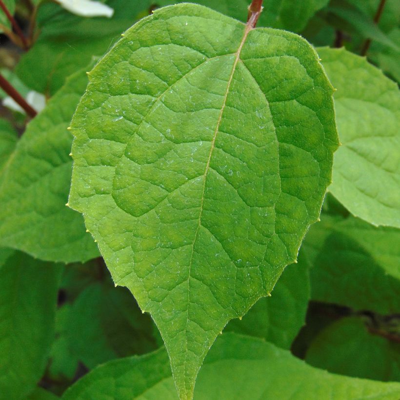 Pfeifenstrauch Starbright - Philadelphus (Foliage)