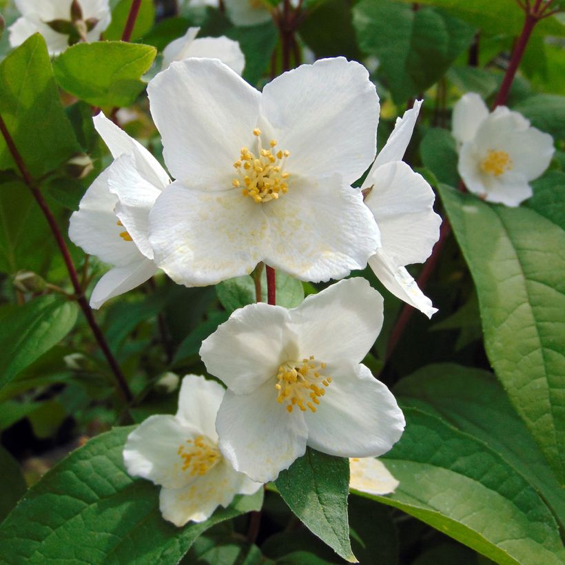Pfeifenstrauch Starbright - Philadelphus (Flowering)