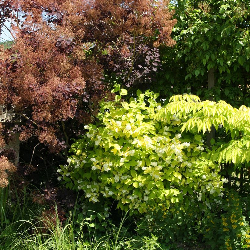 Europäischer Pfeifenstrauch Aureus - Philadelphus coronarius (Plant habit)