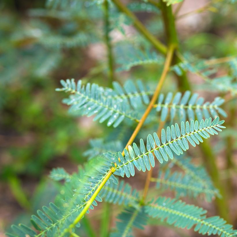Sesbania javanica (Foliage)