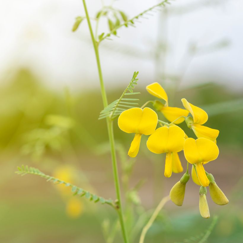 Sesbania javanica (Flowering)