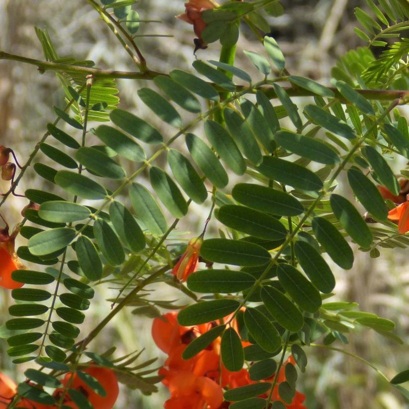 Sesbania punicea - Sesbanie (Foliage)