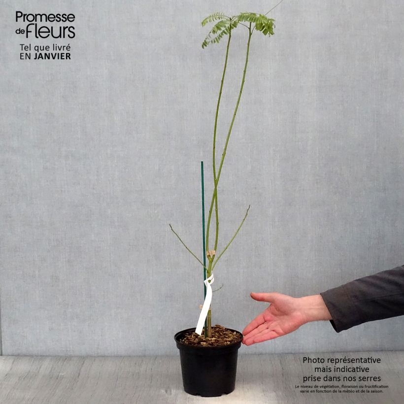 Exemplar von Sesbania punicea - Sesbanie Topf mit 2L/3L wie im Winter geliefert