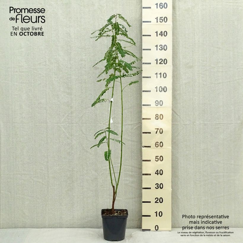Example of Sesbania punicea - Sesbanie Topf mit 2L/3L as you get in automne