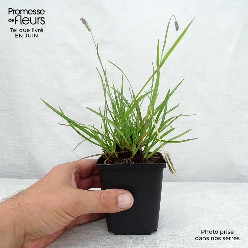 Exemplar von Sesleria argentea - Silberne Kopfgras Kleine Töpfe von 8/9 cm wie im Sommer geliefert