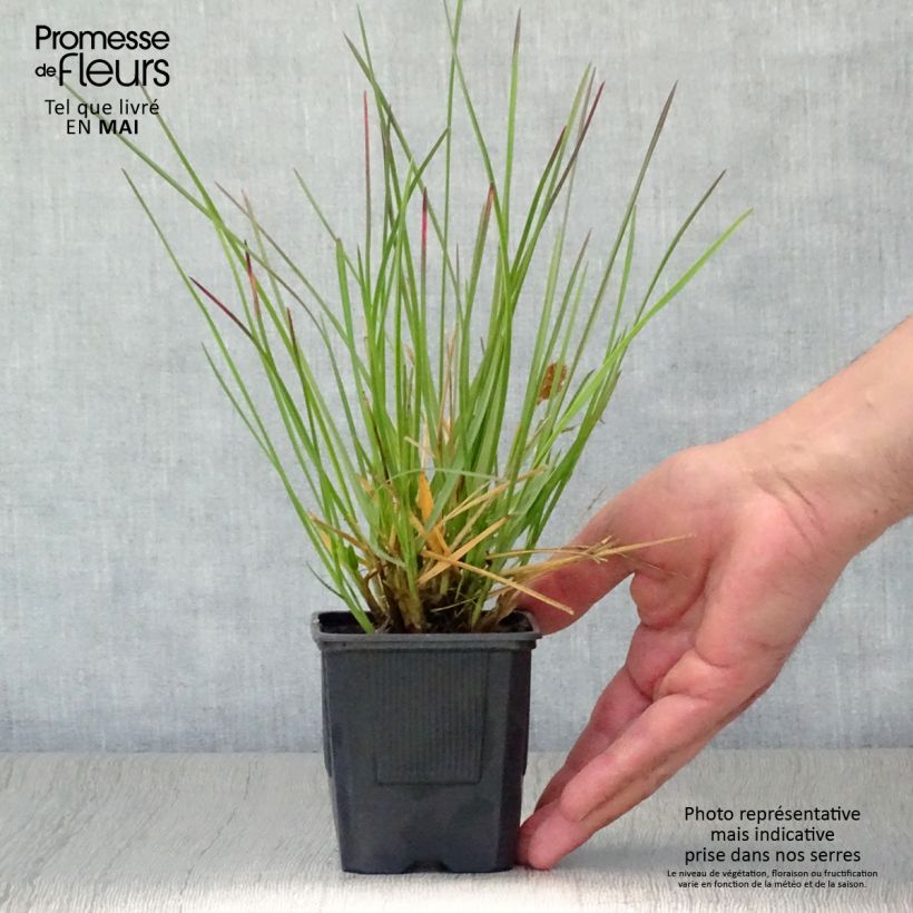 Exemplar von Sesleria heufleriana - Grüne Kopfgras Kleine Töpfe von 8/9 cm wie im Frühjahr geliefert