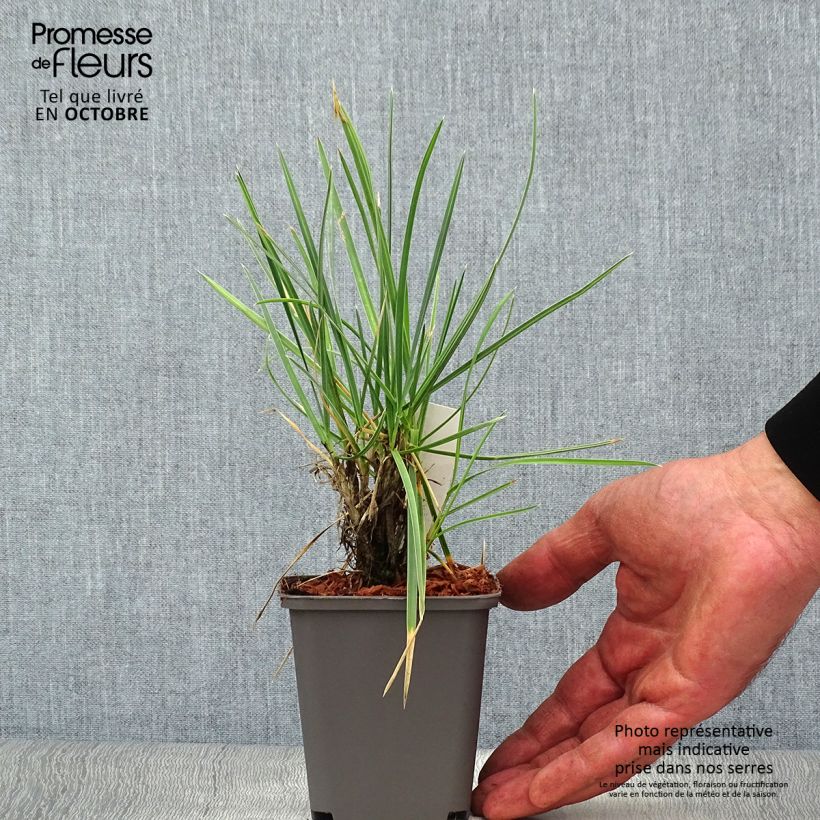 Example of Sesleria nitida - Nest-Blaugras Kleine Töpfe von 8/9 cm as you get in automne