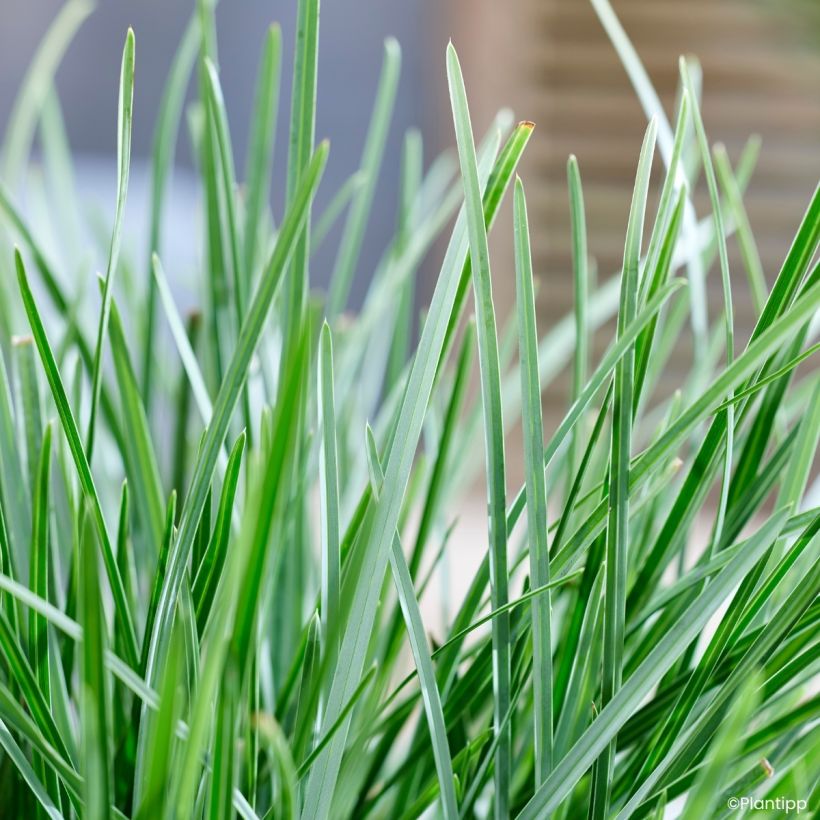 Sesleria heufleriana Blue Porcupine - Grüne Kopfgras (Laub)