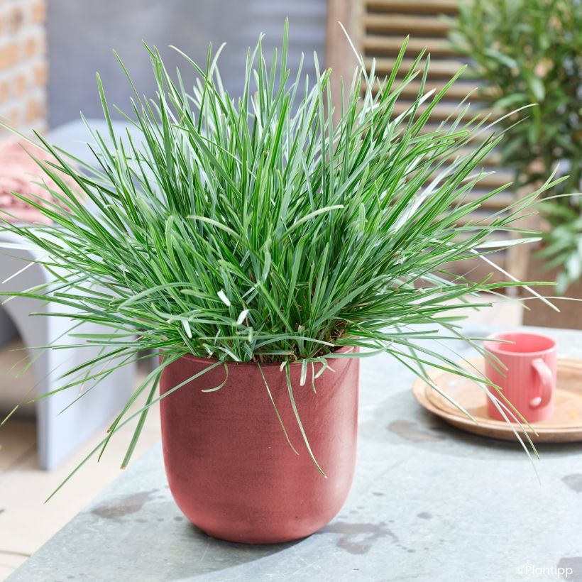 Sesleria heufleriana Blue Porcupine - Grüne Kopfgras (Wuchs)