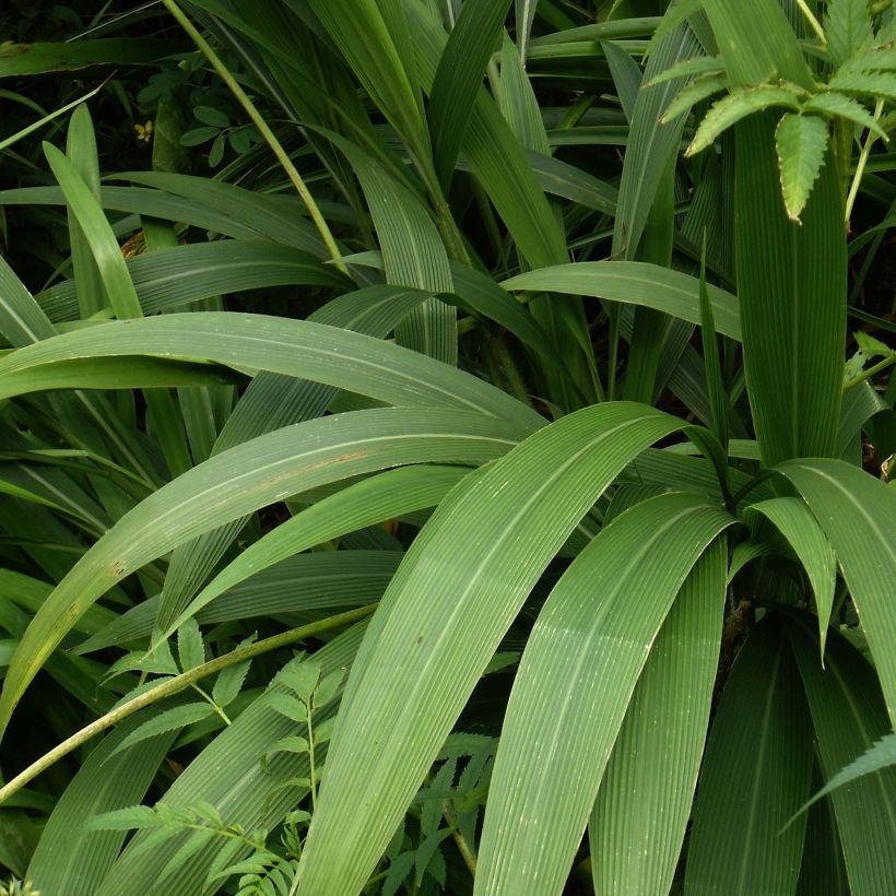 Setaria palmifolia - Palmen-Gras (Foliage)