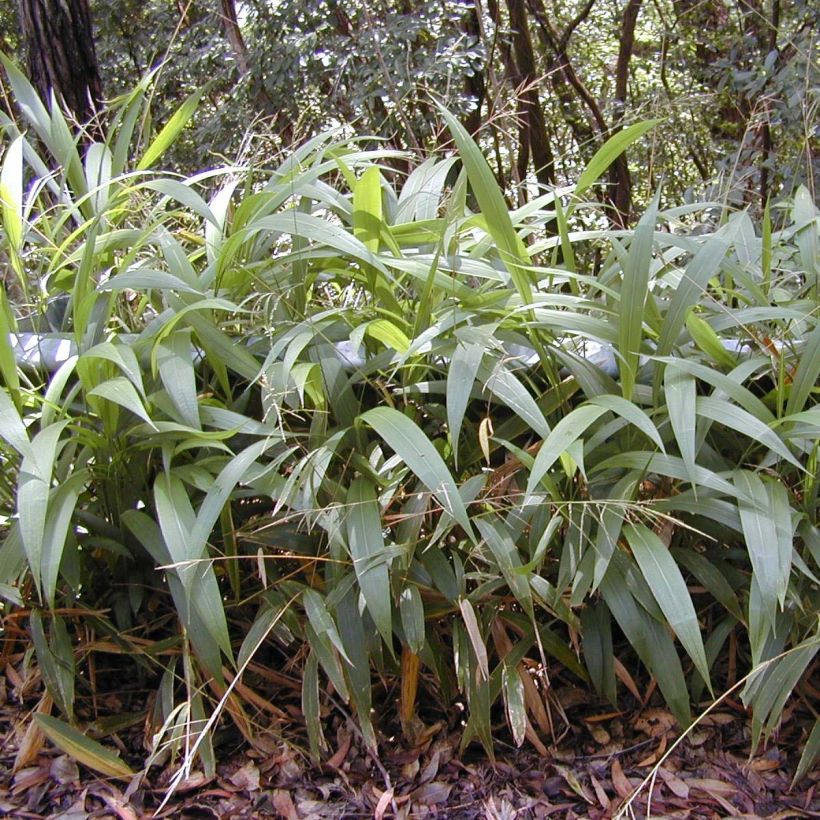 Setaria palmifolia - Palmen-Gras (Plant habit)