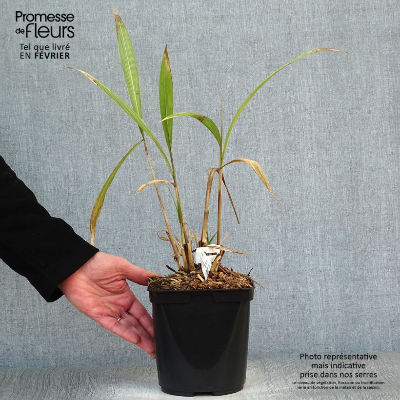 Exemplar von Setaria palmifolia - Palmen-Gras Topf mit 2L/3L wie im Winter geliefert