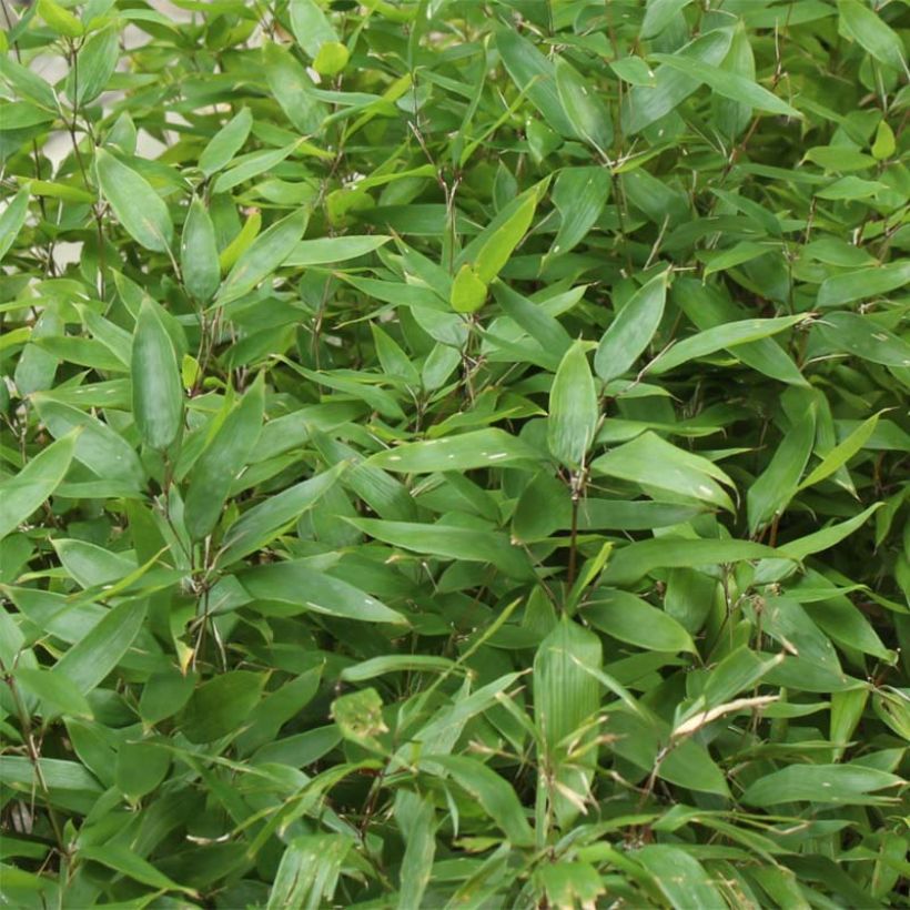 Shibataea kumasaca - Mäusedorn-Bambus (Foliage)