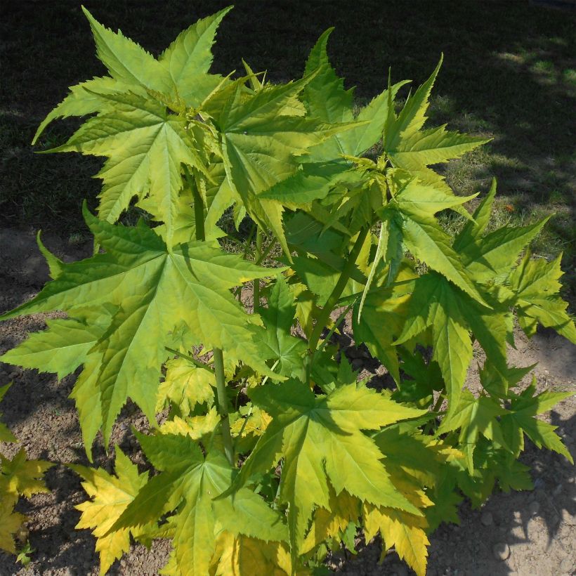 Sida hermaphrodita - Virginiamalve (Foliage)