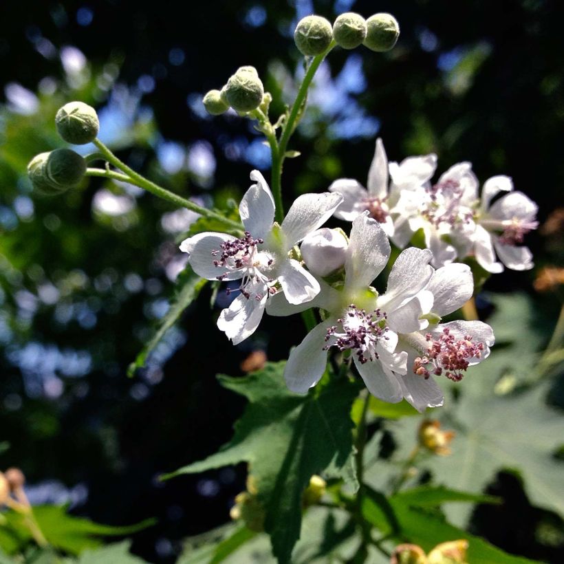 Sida hermaphrodita - Virginiamalve (Flowering)