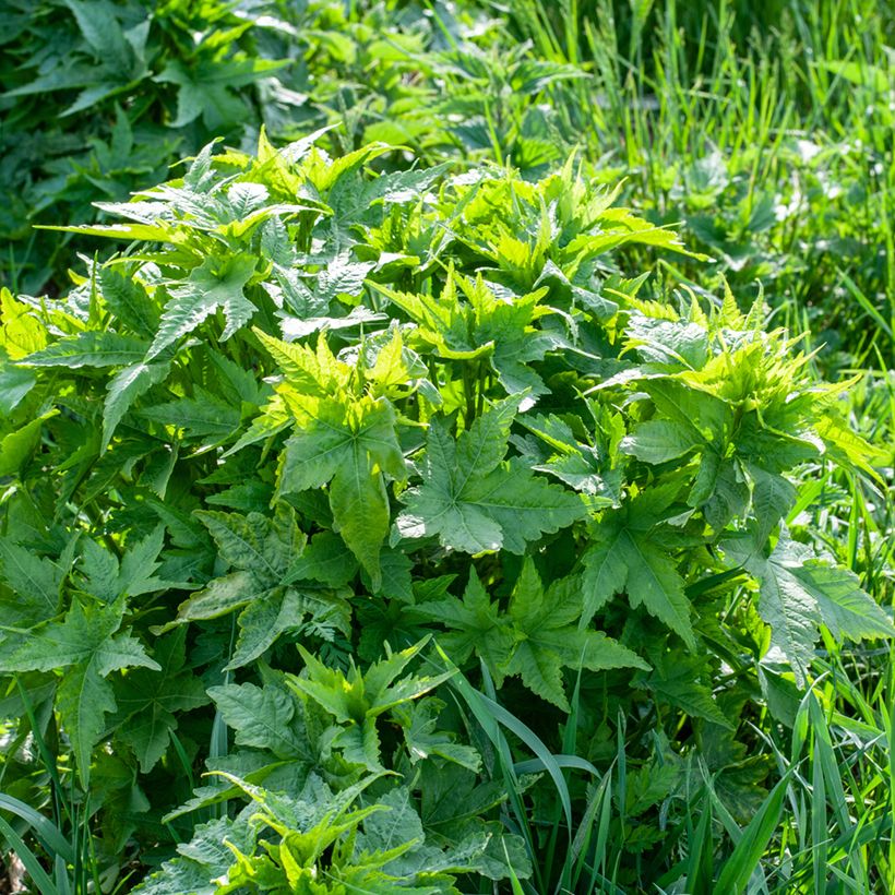 Sida hermaphrodita - Virginiamalve (Plant habit)