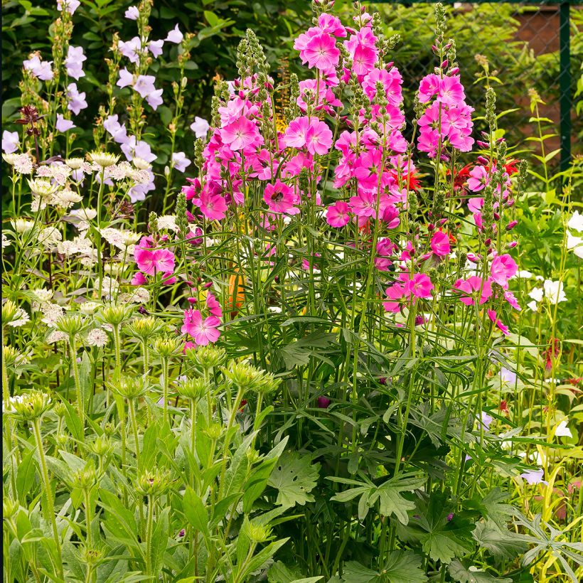 Sidalcea Candy Girl - Präriemalve (Plant habit)