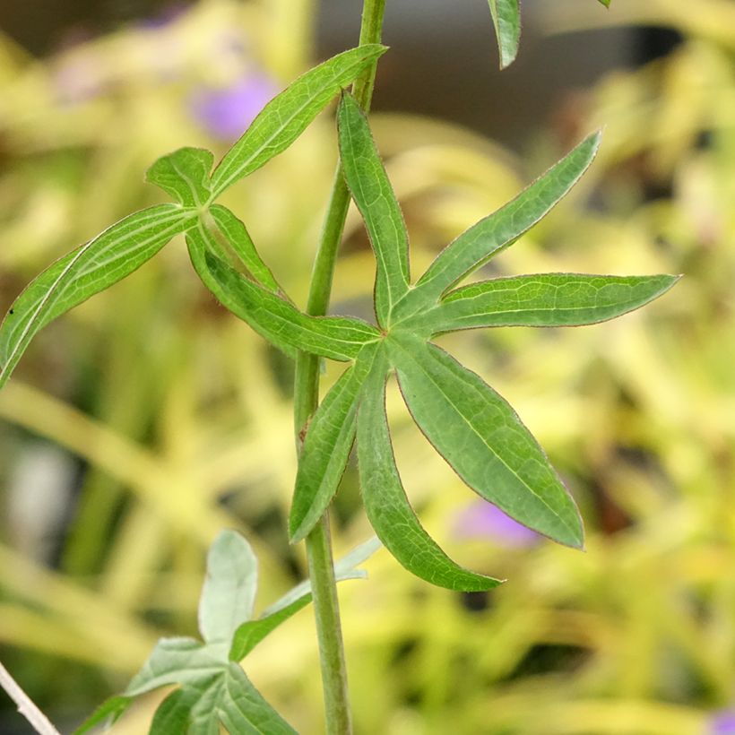 Sidalcea Candy Girl - Präriemalve (Foliage)