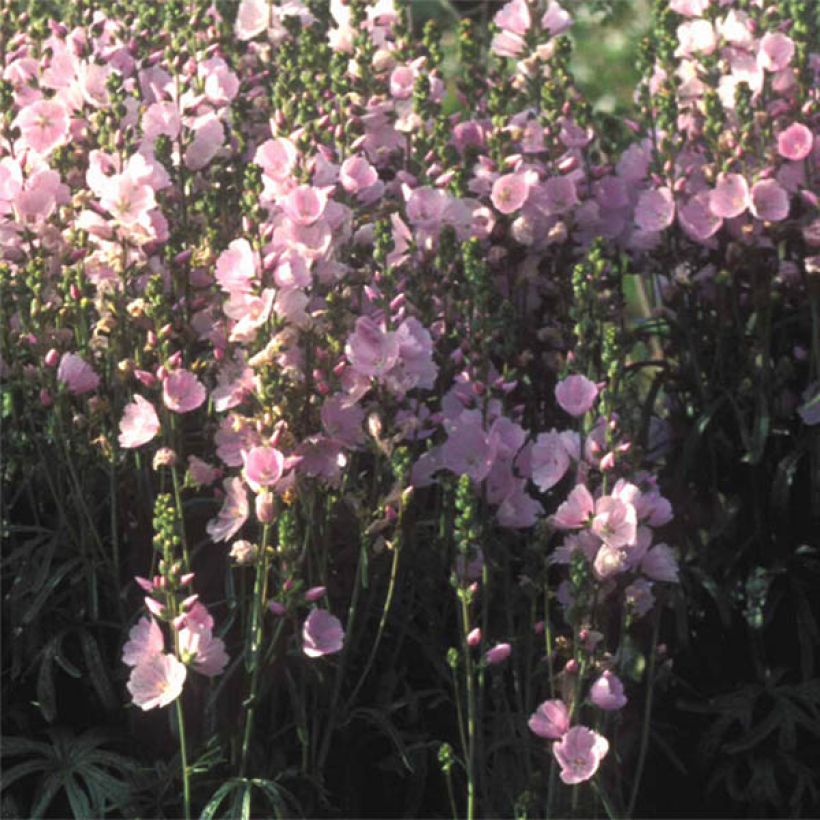 Sidalcea Little Princess - Präriemalve (Flowering)