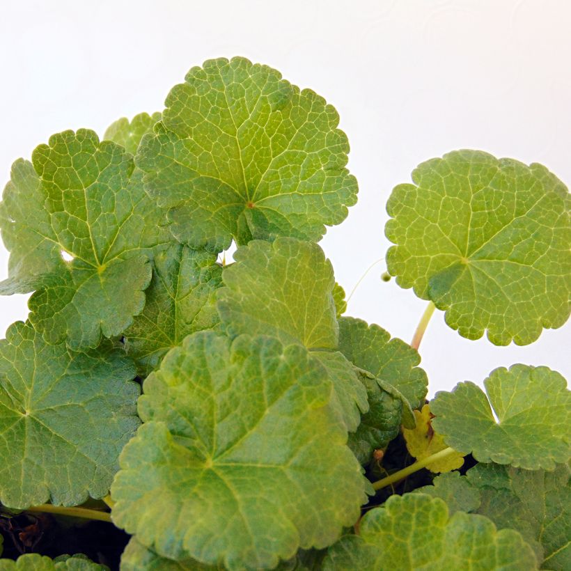 Sidalcea Little Princess - Präriemalve (Foliage)