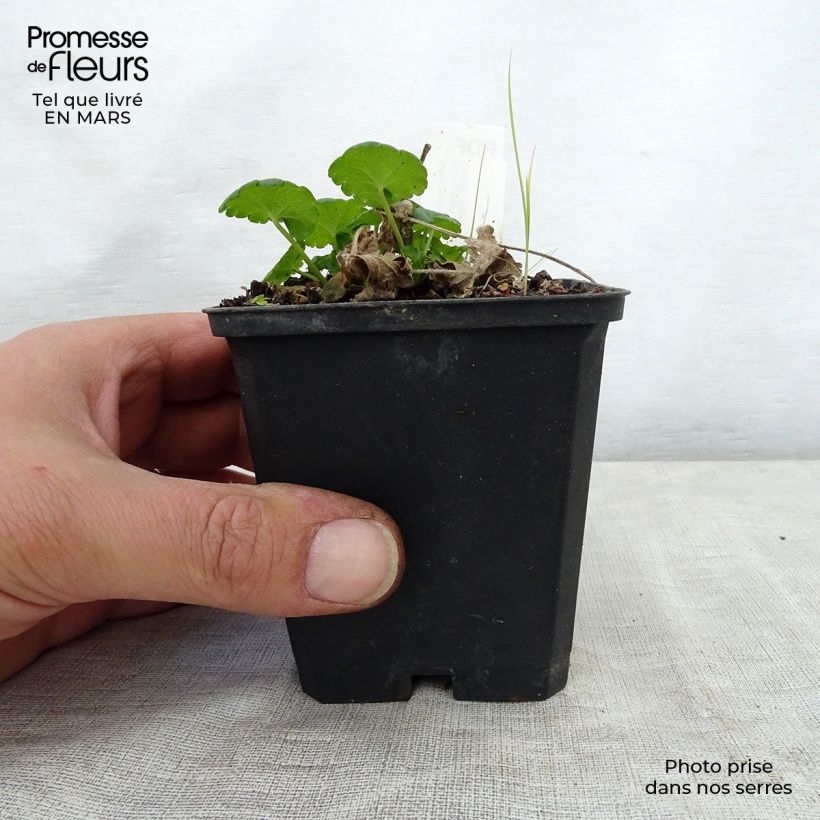 Exemplar von Sidalcea Little Princess - Präriemalve Kleine Töpfe von 8/9 cm wie im Frühjahr geliefert