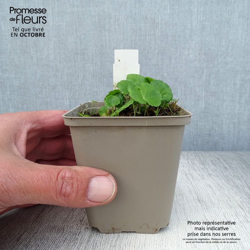 Example of Sidalcea Little Princess - Präriemalve Kleine Töpfe von 8/9 cm as you get in automne