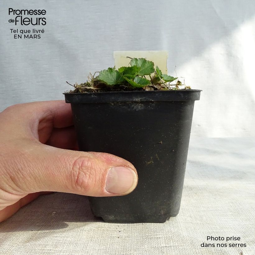 Example of Sidalcea Oberon - Präriemalve Kleine Töpfe von 8/9 cm as you get in hiver