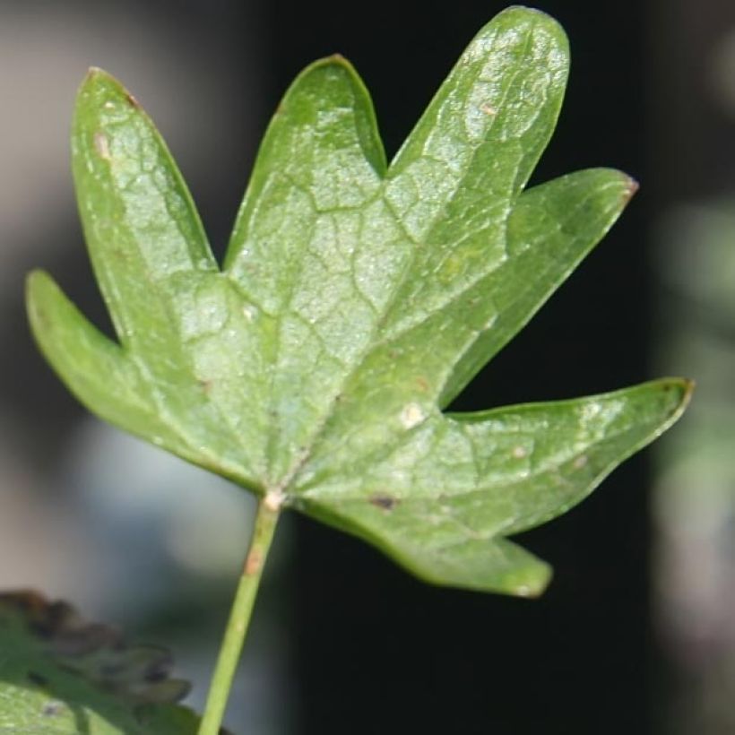 Sidalcea Party Girl - Präriemalve (Foliage)
