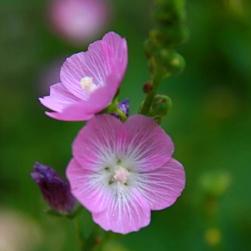Sidalcea Party Girl - Präriemalve (Flowering)