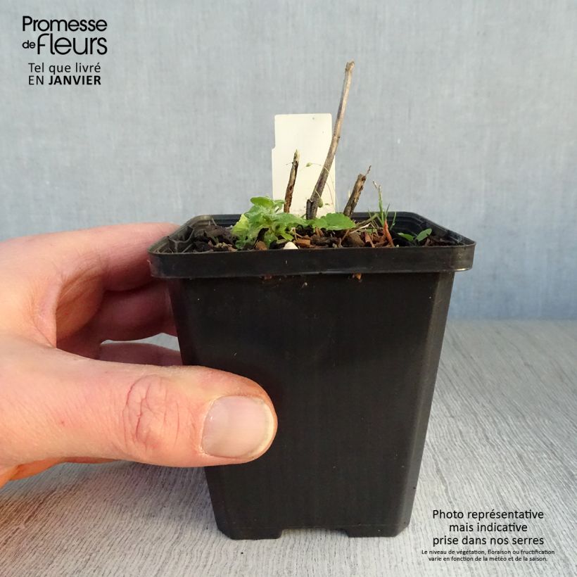 Exemplar von Sidalcea Party Girl - Präriemalve Kleine Töpfe von 8/9 cm wie im Winter geliefert