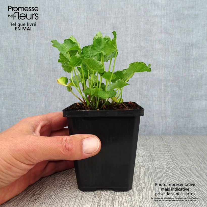 Exemplar von Sidalcea Party Girl - Präriemalve Kleine Töpfe von 8/9 cm wie im Frühjahr geliefert